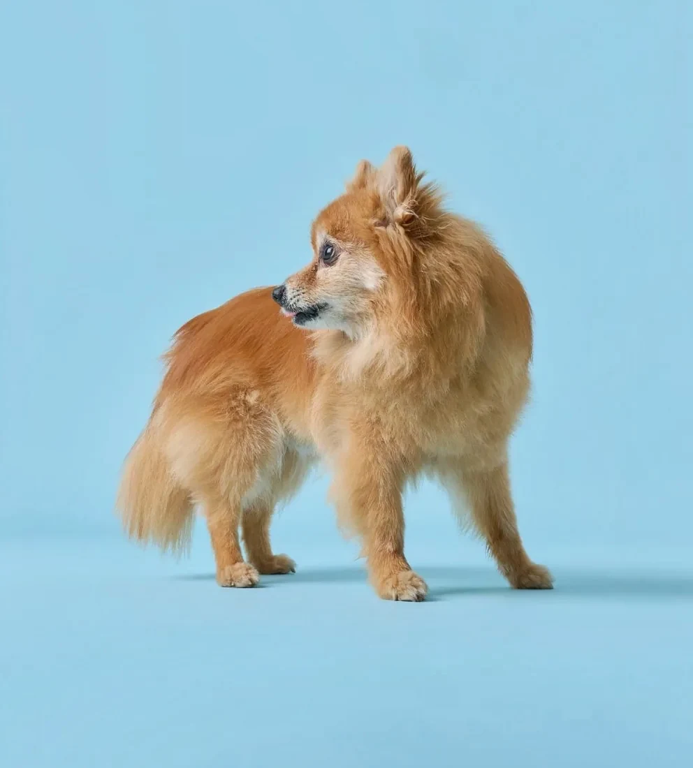 A Pomeranian looking to the side