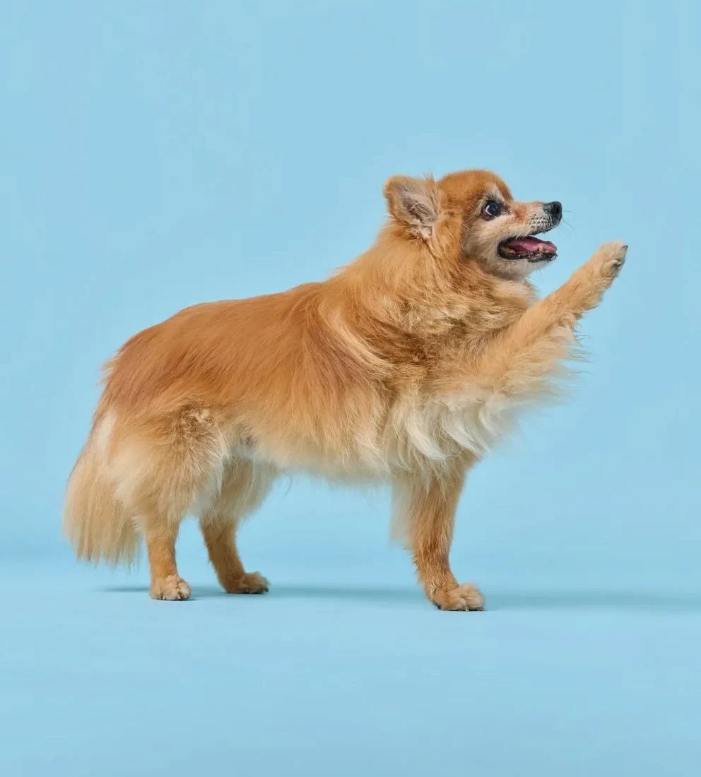 A Pomeranian raising a paw