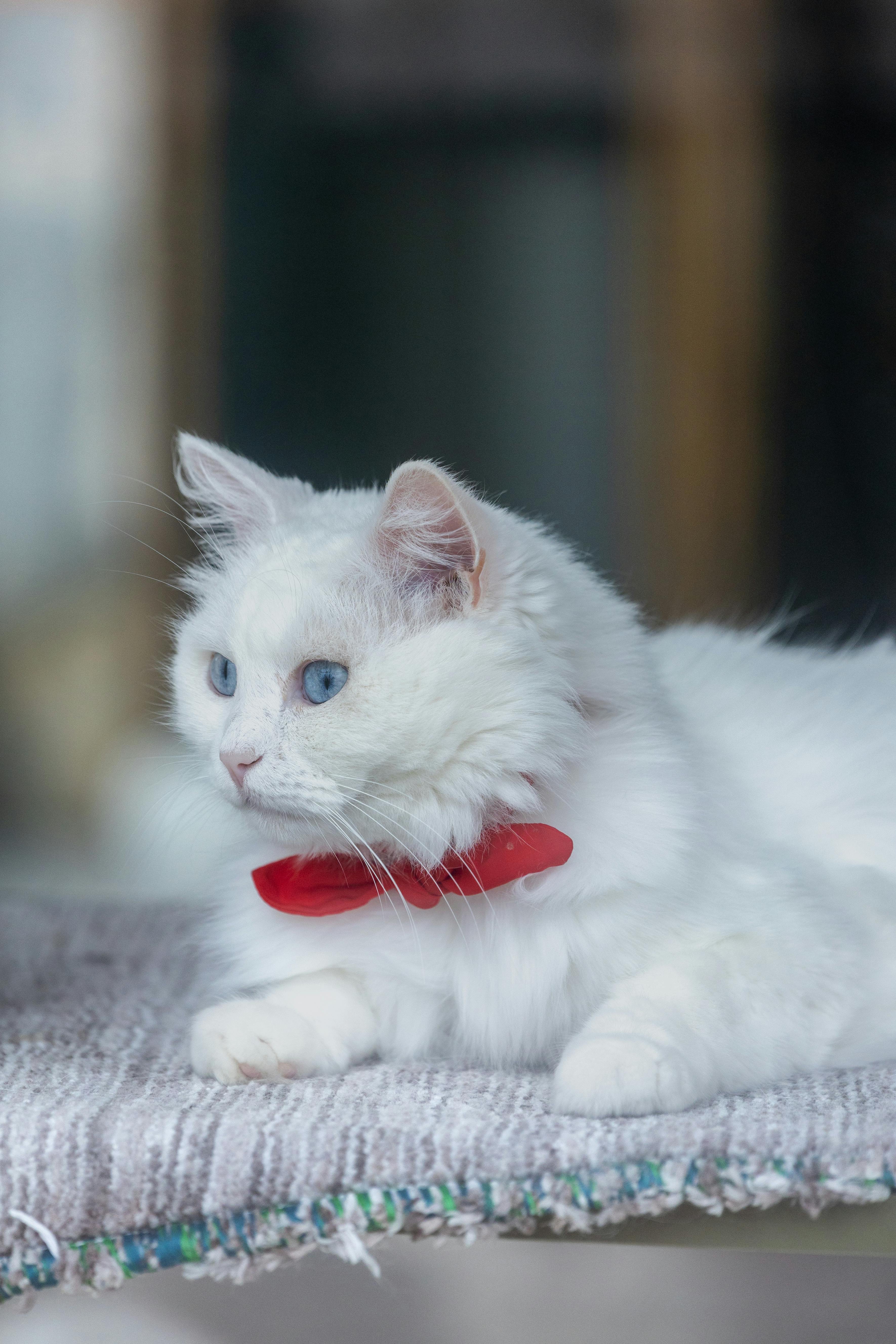 Come l'intelligenza artificiale sta cambiando la sanità animale