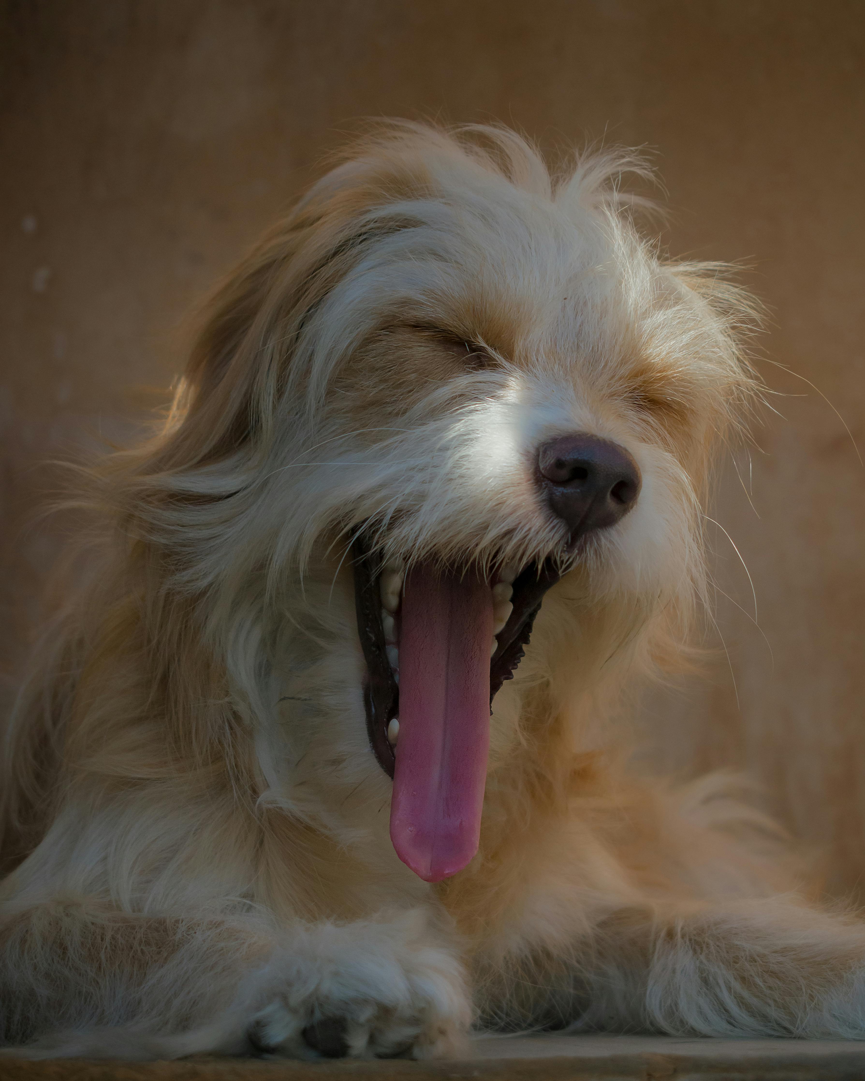 Le emergenze sanitarie più comuni nei cani: cosa ogni proprietario dovrebbe sapere
